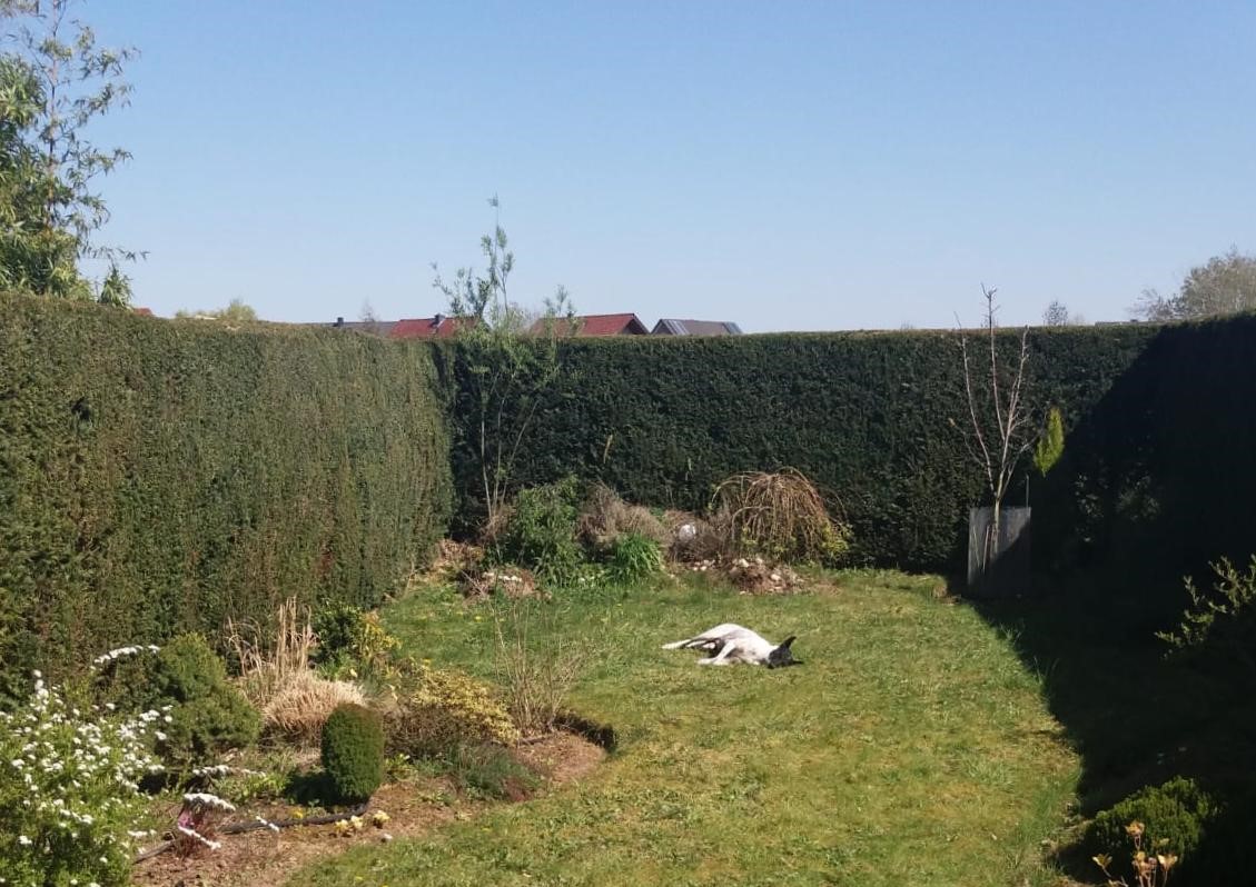 Pepper sunbathing in her garden in Germany